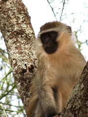 Chlorocebus aethiops