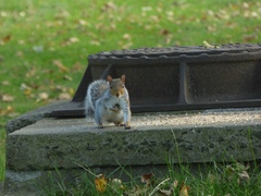 Sciurus carolinensis