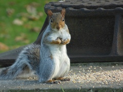 Sciurus carolinensis