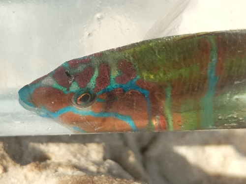 Thalassoma pavo