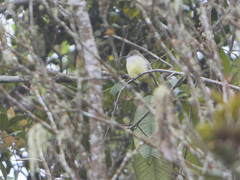 Myiarchus cephalotes