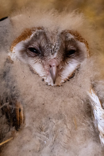 View observation of {o.common_name} on iNaturalist