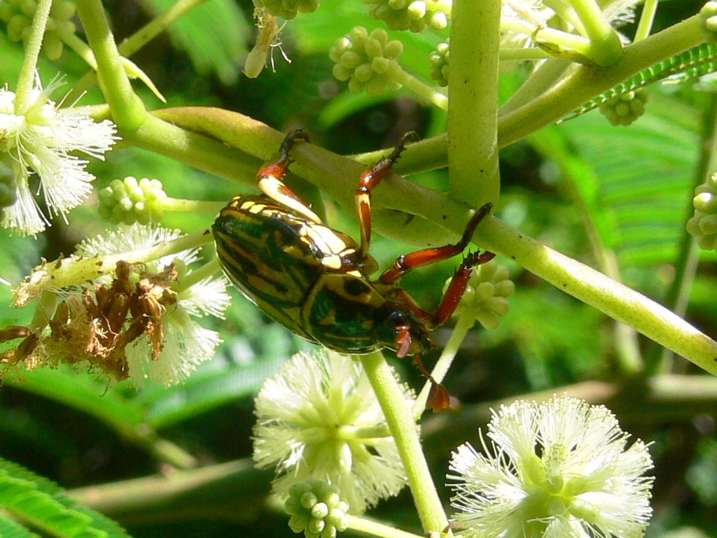 Handsome Flower Scarab