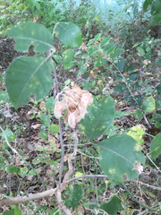 Ptelea trifoliata mollis