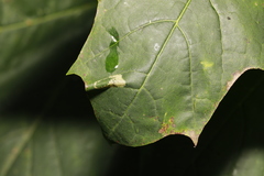 Phyllonorycter joannisi