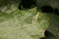 Phyllonorycter joannisi