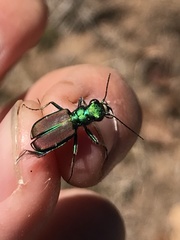 Cicindela splendida