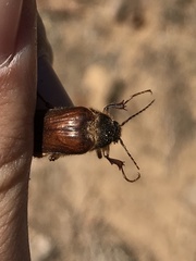 Scaptolenus lecontei