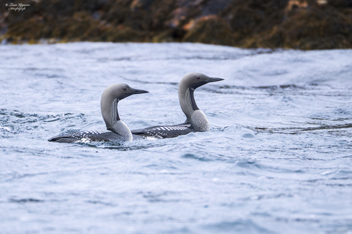 Colimbo ártico (Gavia arctica)