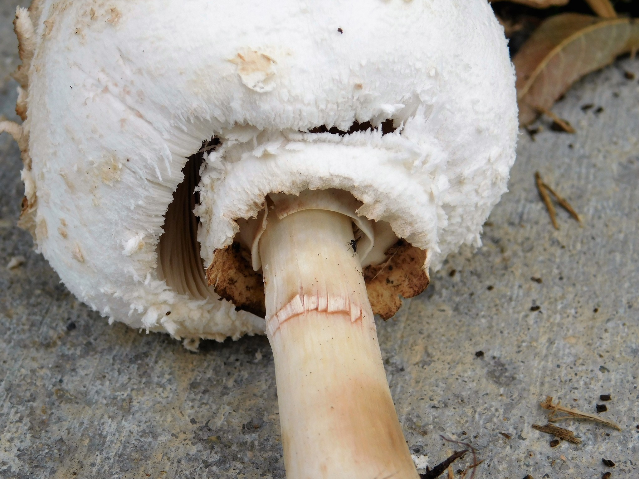 Chlorophyllum brunneum image