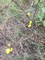 Solanum elaeagnifolium