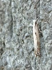 Erechthias fulguritella