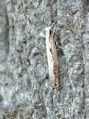 Erechthias fulguritella