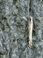 Erechthias fulguritella