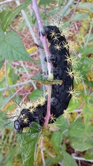 Lepidoptera
