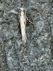 Erechthias fulguritella