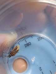 Spilostethus trilineatus