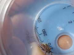 Spilostethus trilineatus