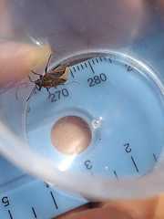 Spilostethus trilineatus