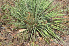 Yucca louisianensis