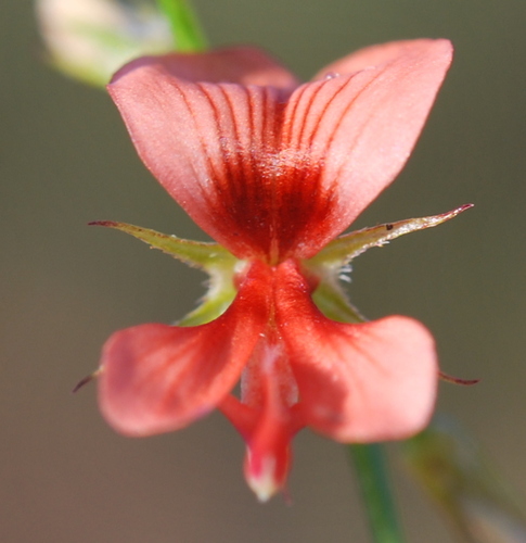 Lean Indigo (Indigofera leptocarpa)
