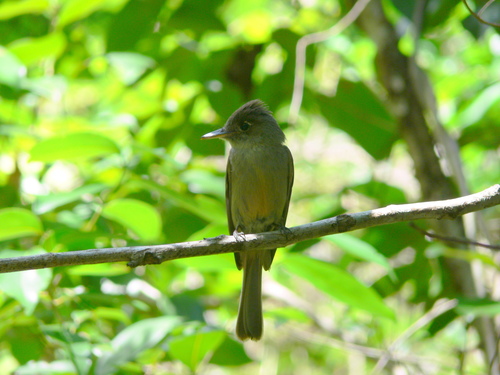 Pibí Cubano (Contopus caribaeus)