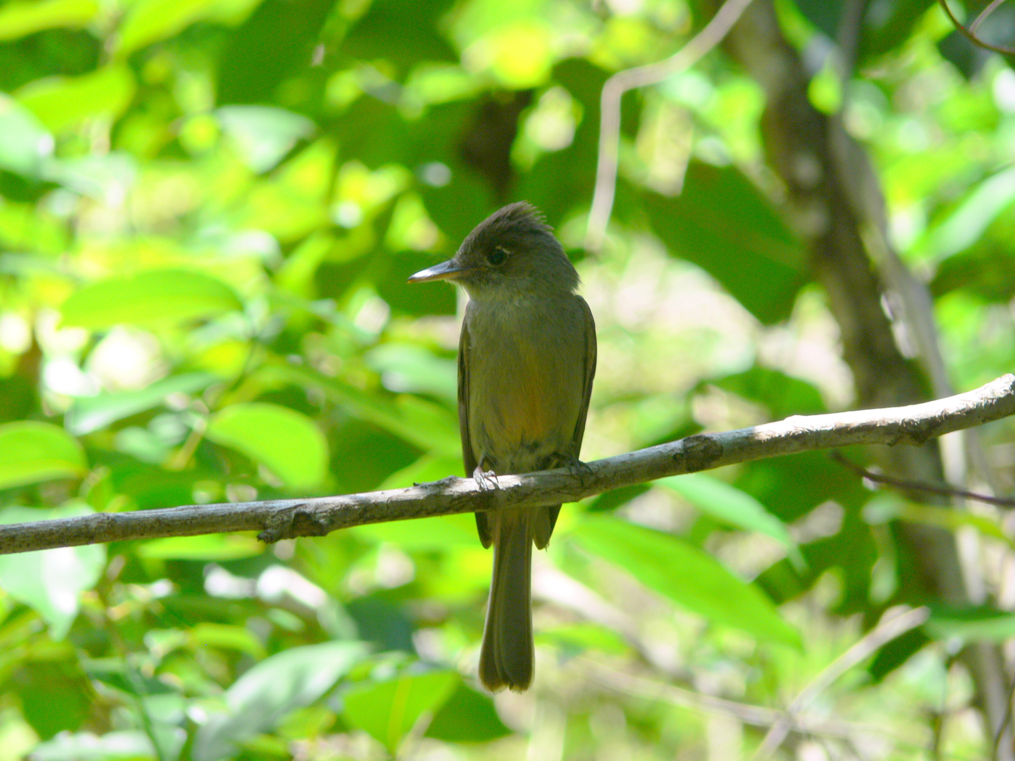 Cuban Pewee illustration