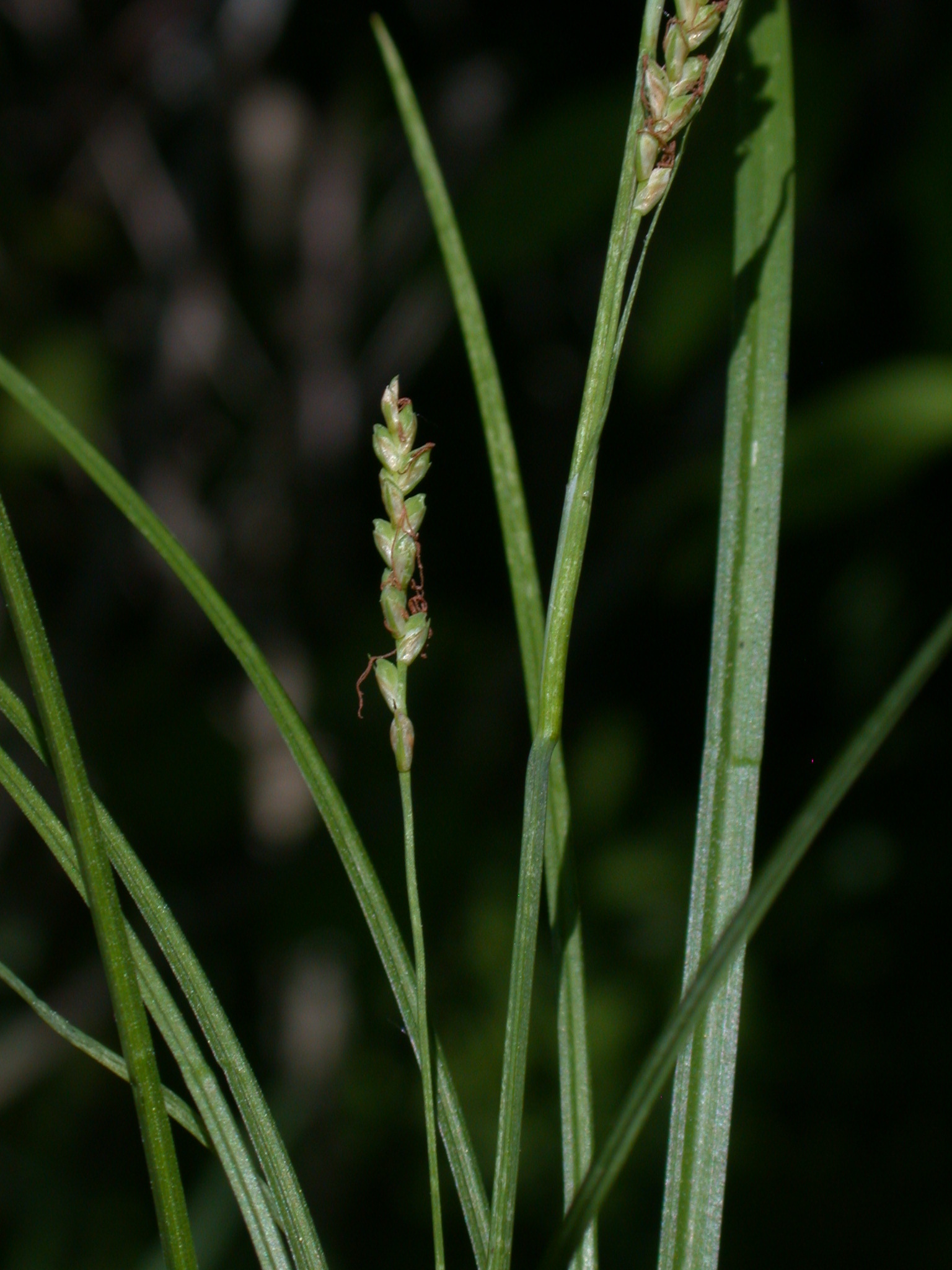 Carex woodii