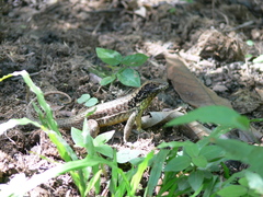 Leiocephalus cubensis