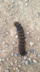 Lepidoptera