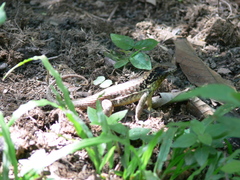 Leiocephalus cubensis