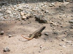 Leiocephalus cubensis