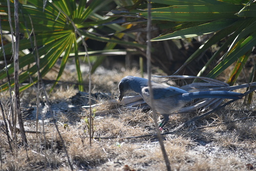 Corvidae image