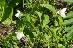 Trillium camschatcense