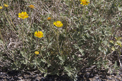 Encelia actoni