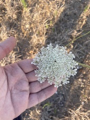 Möhre (Pflanzenart) (Daucus carota): Herkunft und Verwendung — Foto 2