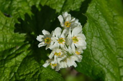 Diphylleia grayi