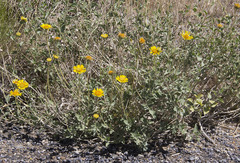 Encelia actoni