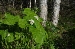 Diphylleia grayi