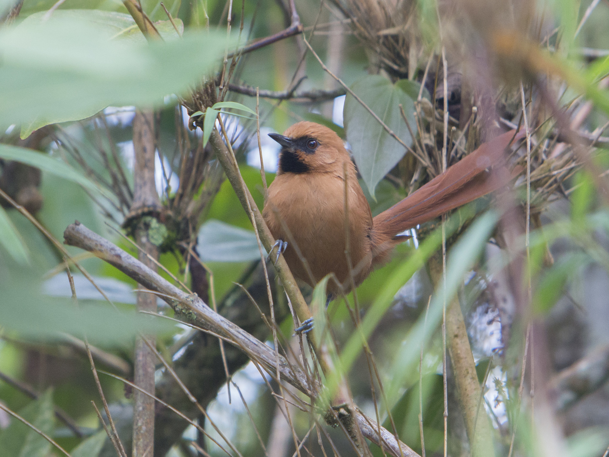 Black-throated Spinetail illustration
