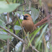 Black-throated Spinetail - Photo (c) Oswaldo Hernández, some rights reserved (CC BY-NC), uploaded by Oswaldo Hernández
