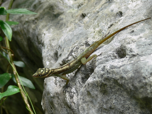 Cave Anole, Anolis lucius