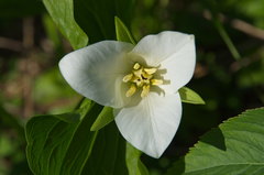 Trillium camschatcense