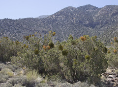 Phoradendron juniperinum