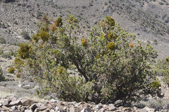 Phoradendron juniperinum