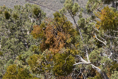 Phoradendron juniperinum