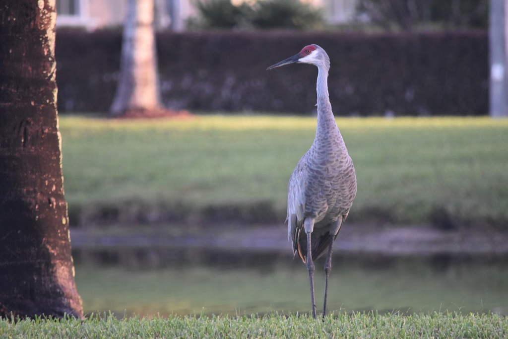 Florida sandhill crane (Imperiled/Rare Species of Citrus County