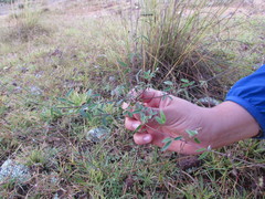 Desmodium procumbens