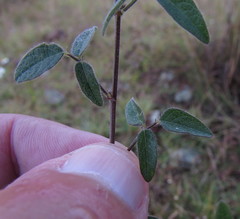 Desmodium procumbens