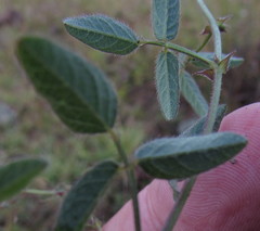 Desmodium procumbens